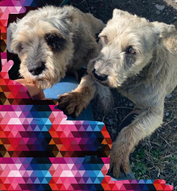 cartel de perro perdido