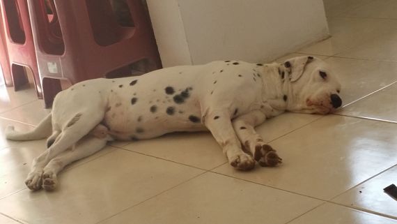 cartel de perro perdido