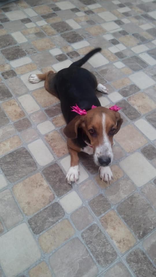 cartel de perro perdido