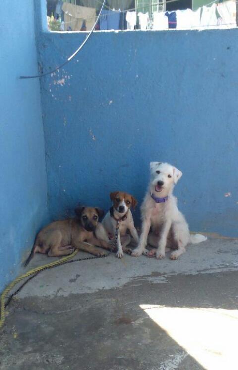 cartel de perro perdido