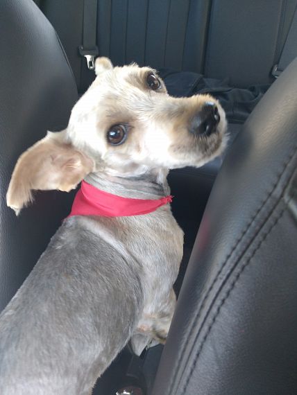 cartel de perro perdido