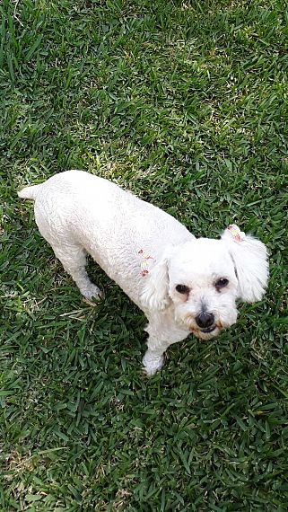cartel de perro perdido