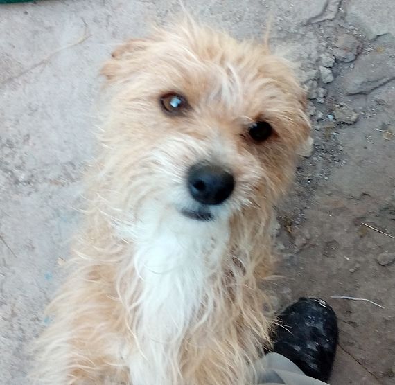 cartel de perro perdido