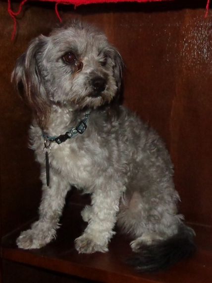 cartel de perro perdido