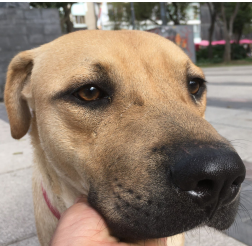 cartel de perro perdido