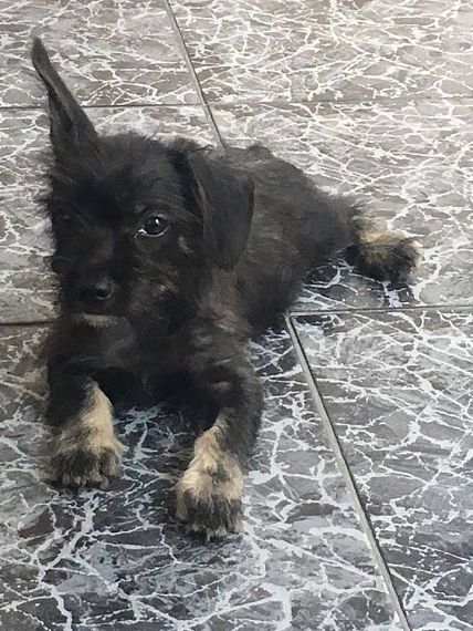 cartel de perro perdido