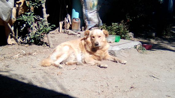 cartel de perro perdido