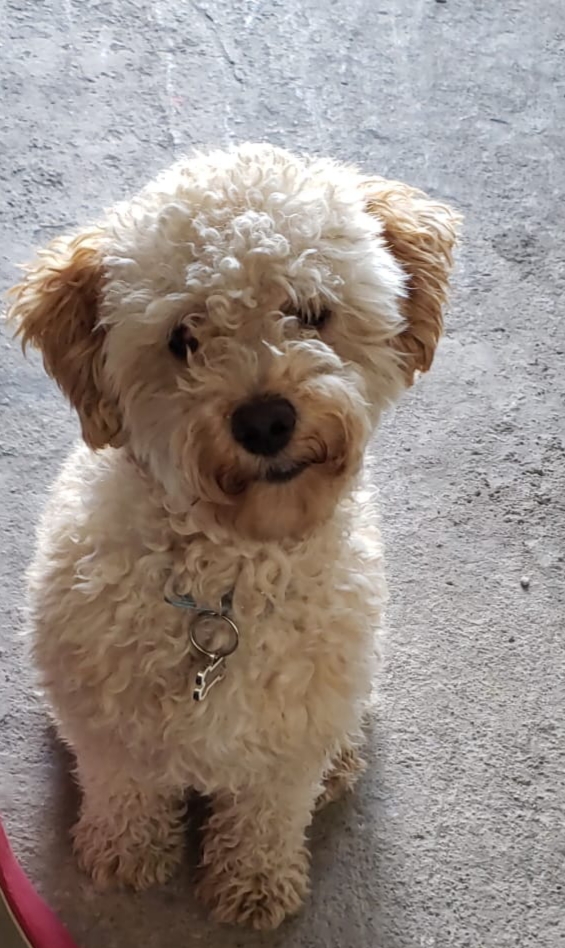 cartel de perro perdido