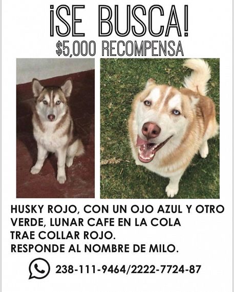 cartel de perro perdido