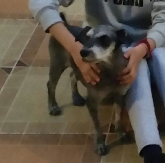 cartel de perro perdido