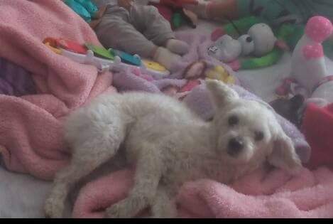 cartel de perro perdido