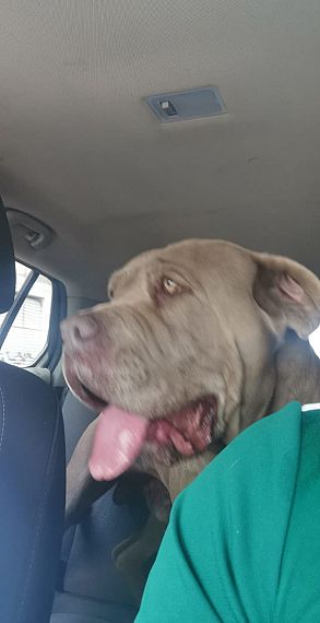 cartel de perro perdido