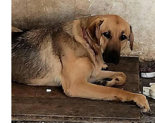 cartel de perro perdido