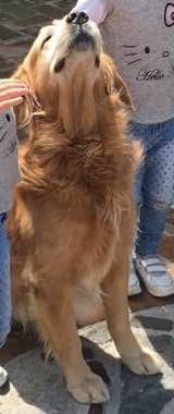 cartel de perro perdido