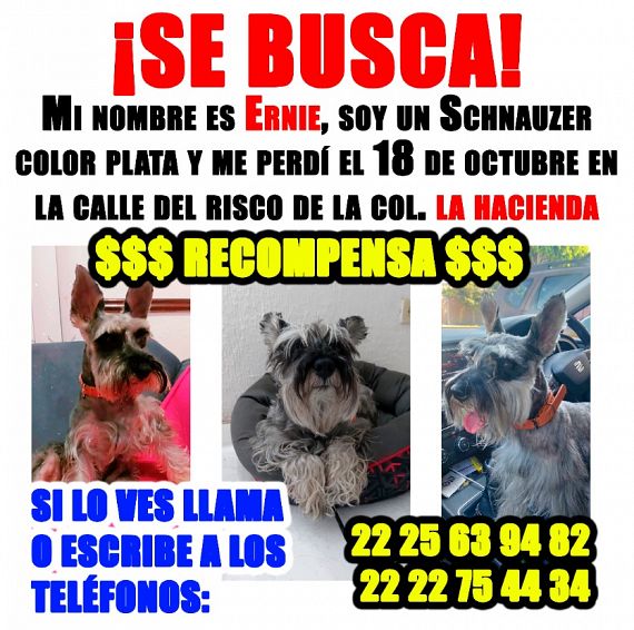 cartel de perro perdido