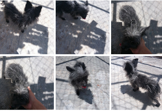 cartel de perro perdido