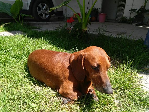 cartel de perro perdido