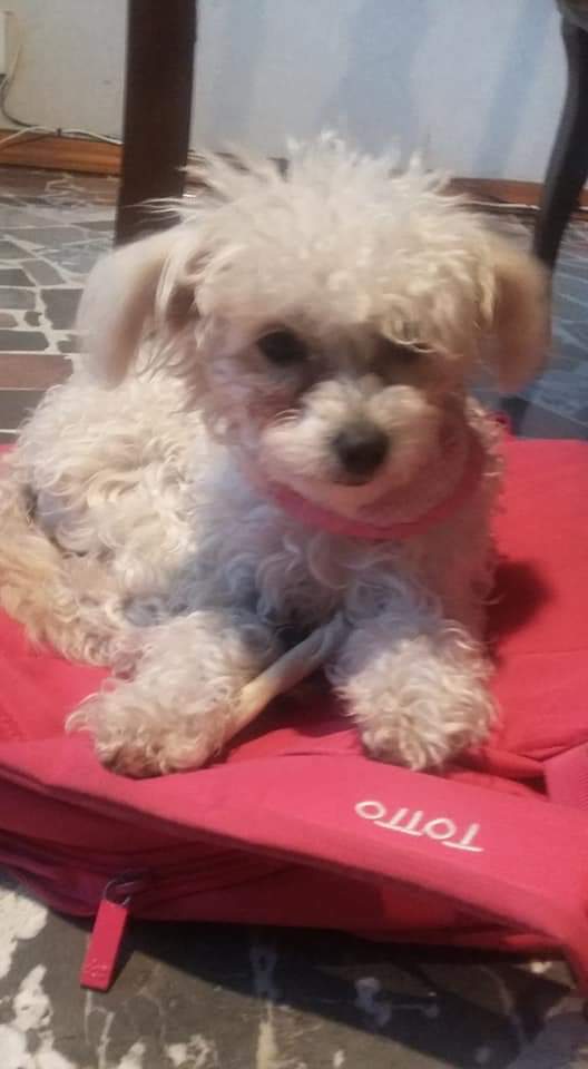 cartel de perro perdido