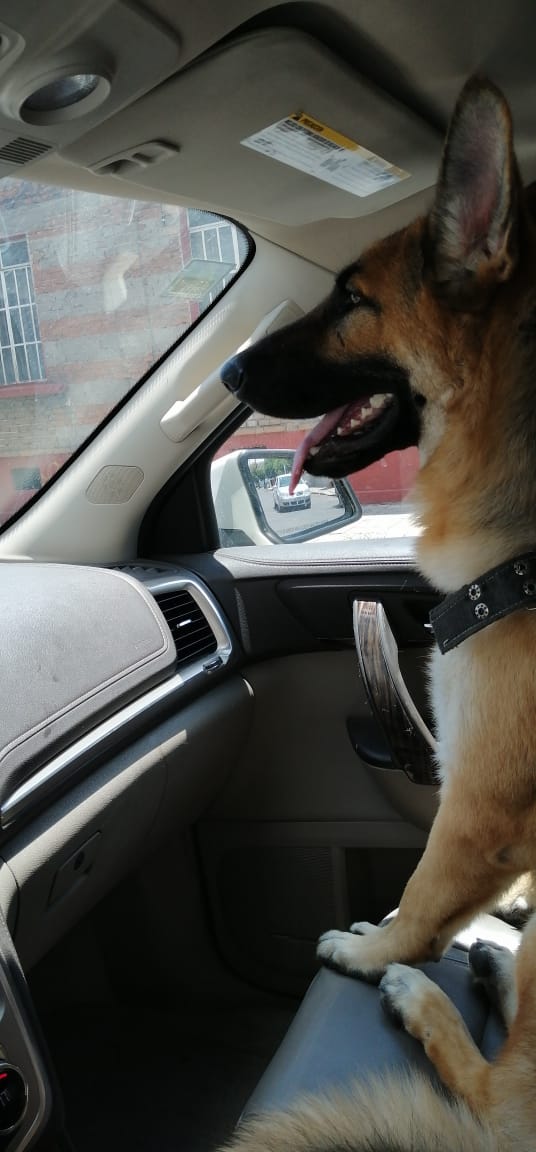 cartel de perro perdido