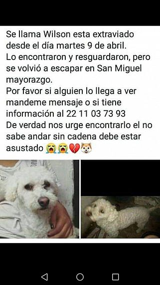 cartel de perro perdido