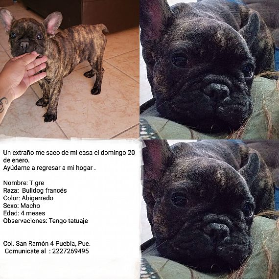 cartel de perro perdido