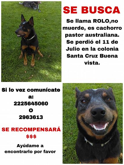 cartel de perro perdido