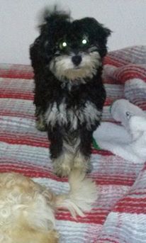 cartel de perro perdido