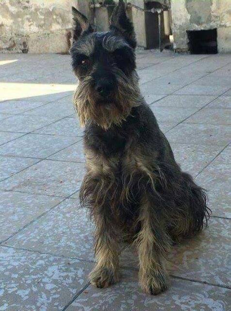 cartel de perro perdido