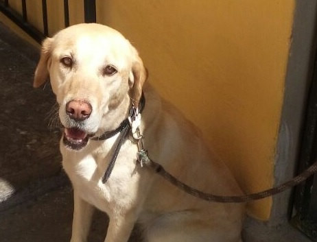 cartel de perro perdido