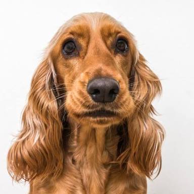 cartel de perro perdido