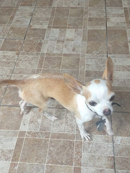 cartel de perro perdido