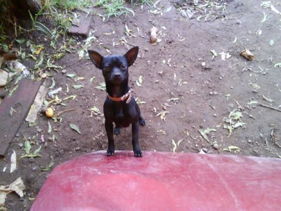 cartel de perro perdido