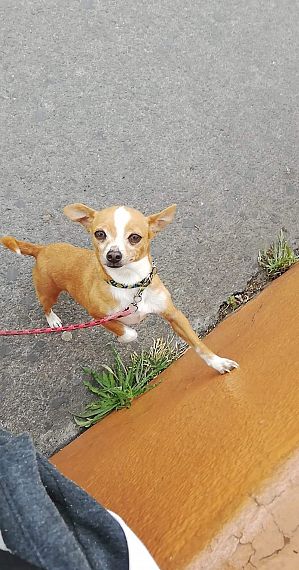 cartel de perro perdido