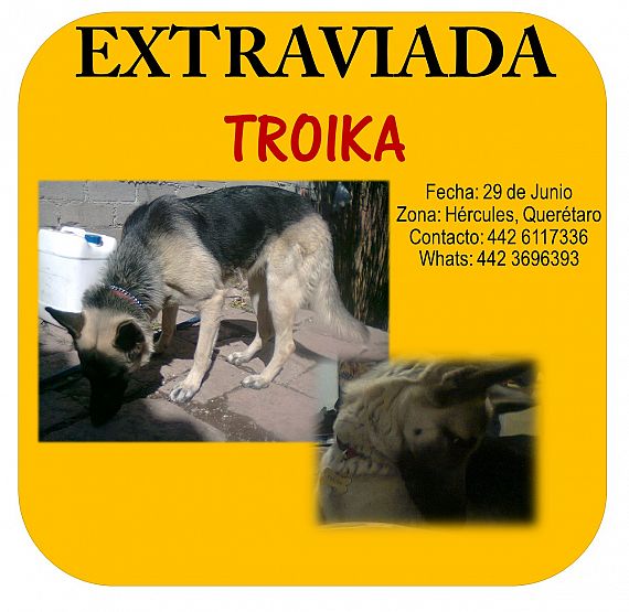 cartel de perro perdido