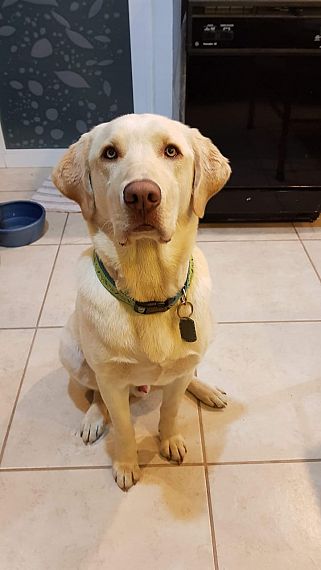 cartel de perro perdido