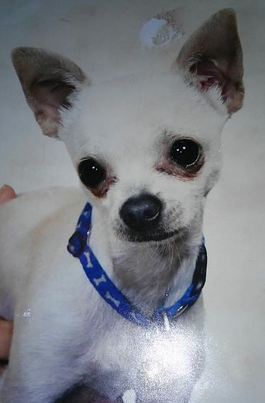 cartel de perro perdido