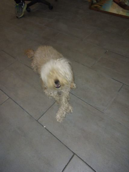 cartel de perro perdido