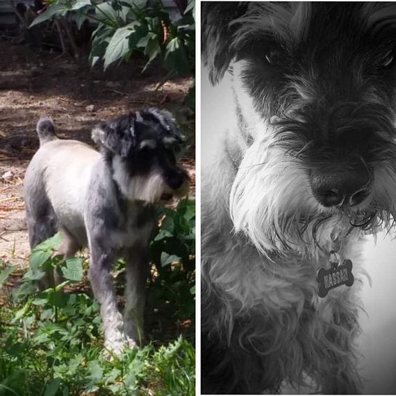 cartel de perro perdido