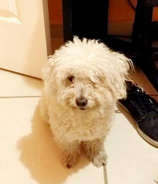 cartel de perro perdido