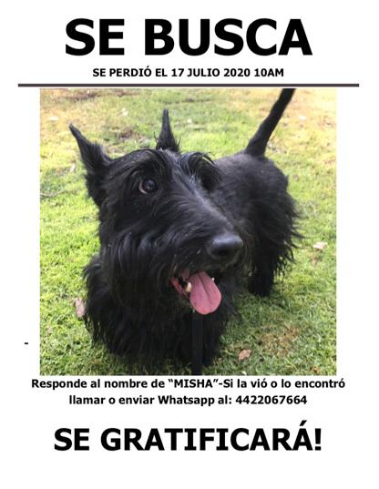 cartel de perro perdido