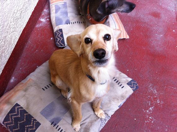 cartel de perro perdido