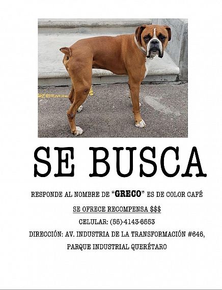 cartel de perro perdido