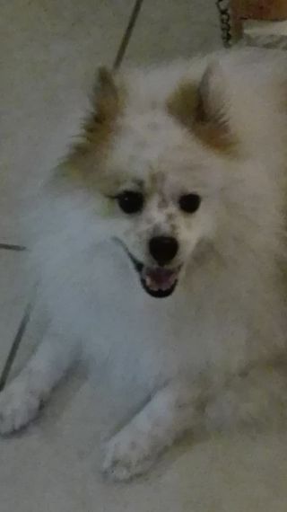 cartel de perro perdido