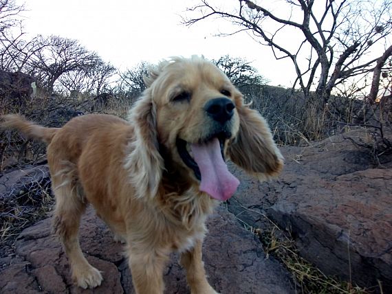 cartel de perro perdido