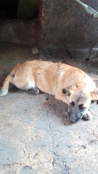 cartel de perro perdido
