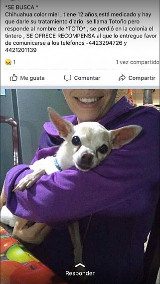 cartel de perro perdido