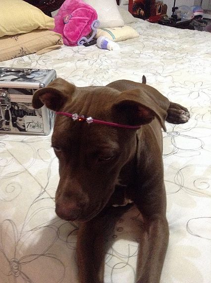 cartel de perro perdido