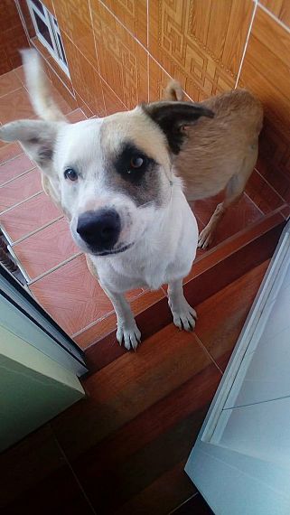 cartel de perro perdido