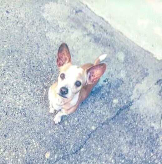 cartel de perro perdido