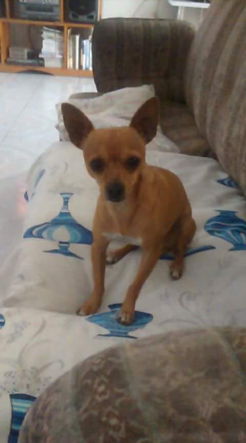 cartel de perro perdido